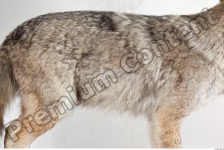 Wolf body photo reference 0003